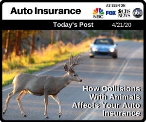 Post - How Collisions With Animals Affects Your Auto Insurance