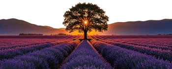 Life Insurance page cutout mobile